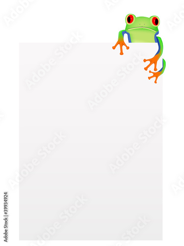 Red eyed tree frog with blank background