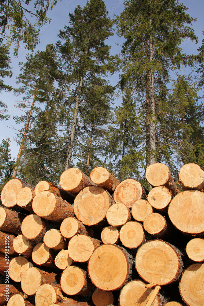 Timber logs and sunny spring forest Timber logs and sunny spring forest
