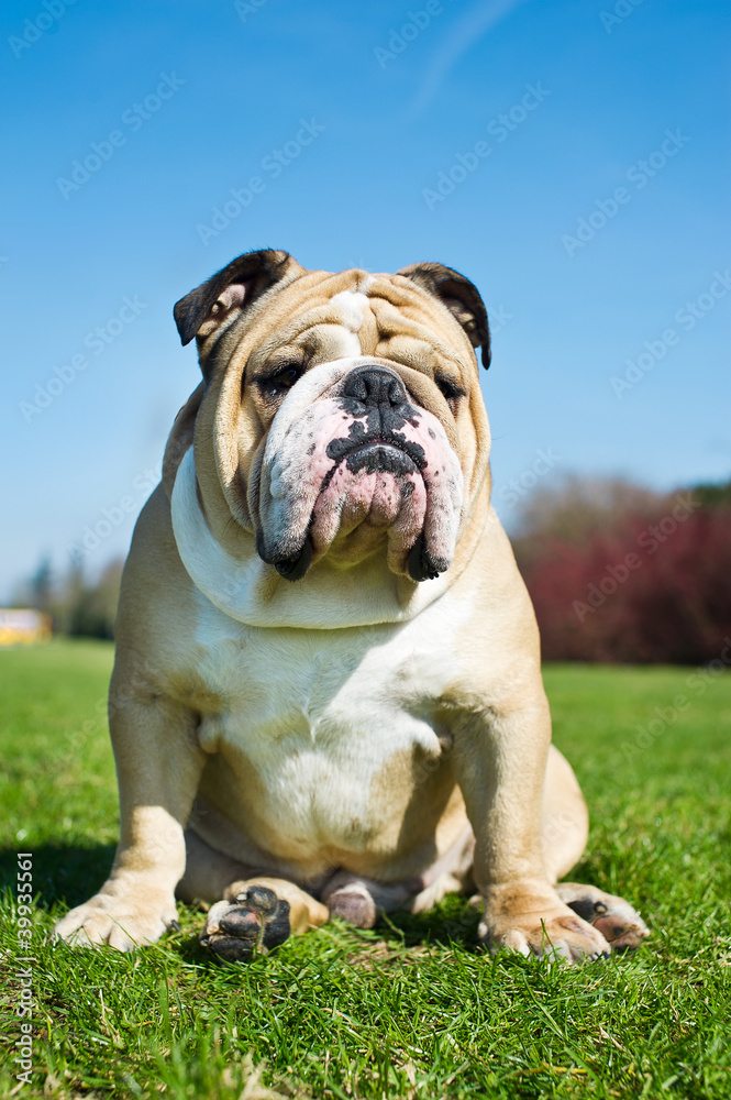 English Bulldog in a grass