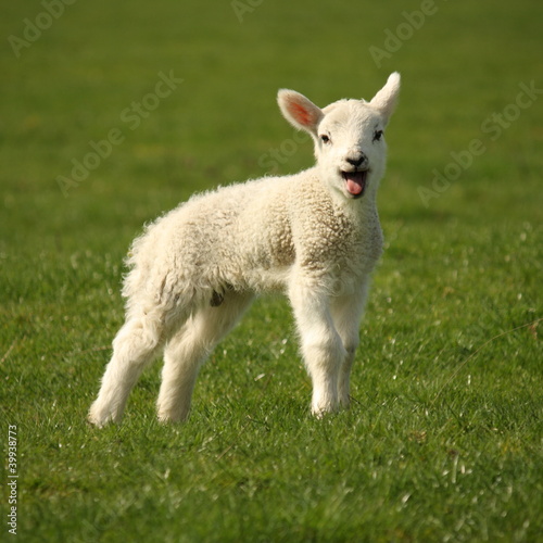 bleating lamb