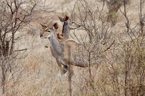 Kudu animal couple standing between the bushes