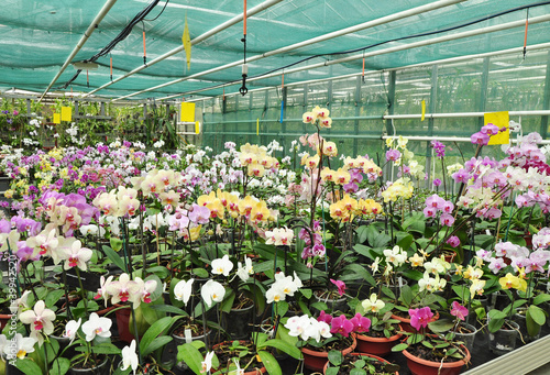 Tela Flora, growing orchids