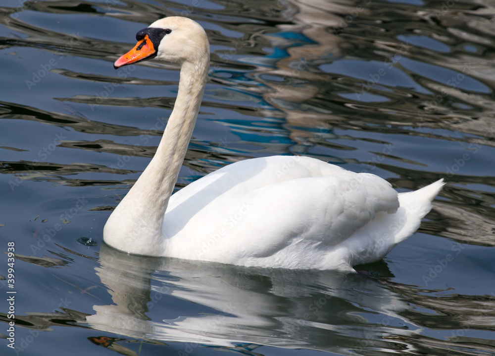 Fototapeta premium cigno bianco