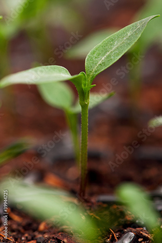 Green seedling