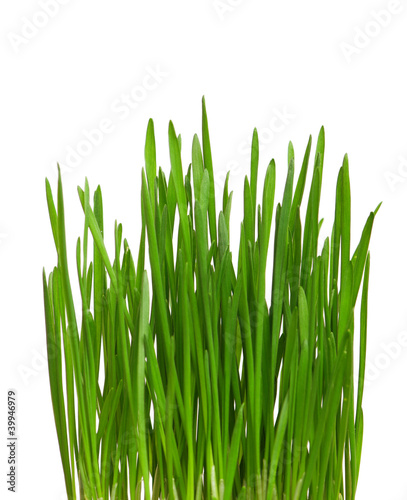 Wheat grass