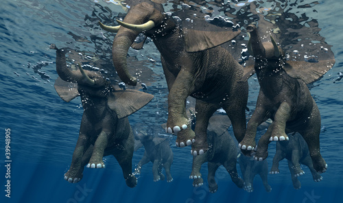 Photography Elephant.