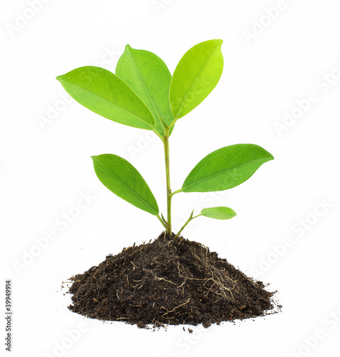 Young Green Plant and Soil Isolated on white background.