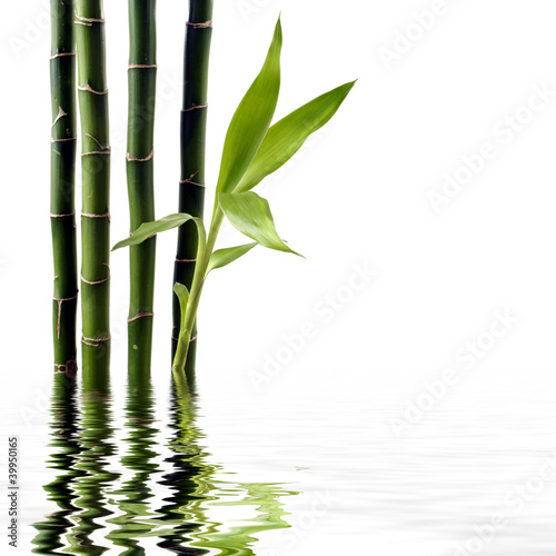 Young spouting bamboo with reflection
