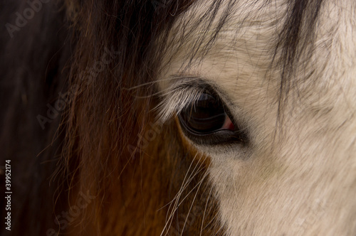 Equine eye