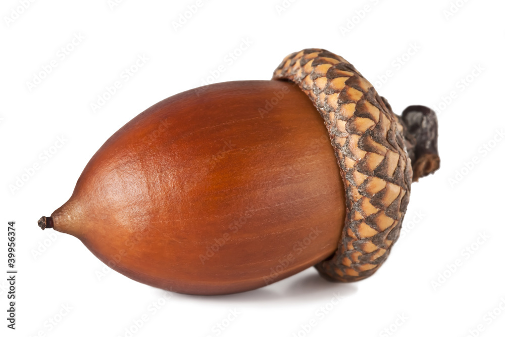 Acorn on a white background