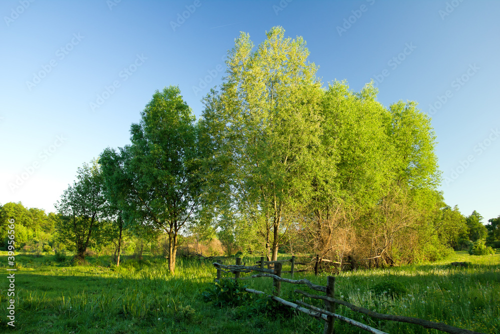 Fototapeta premium Spring landscape with trees