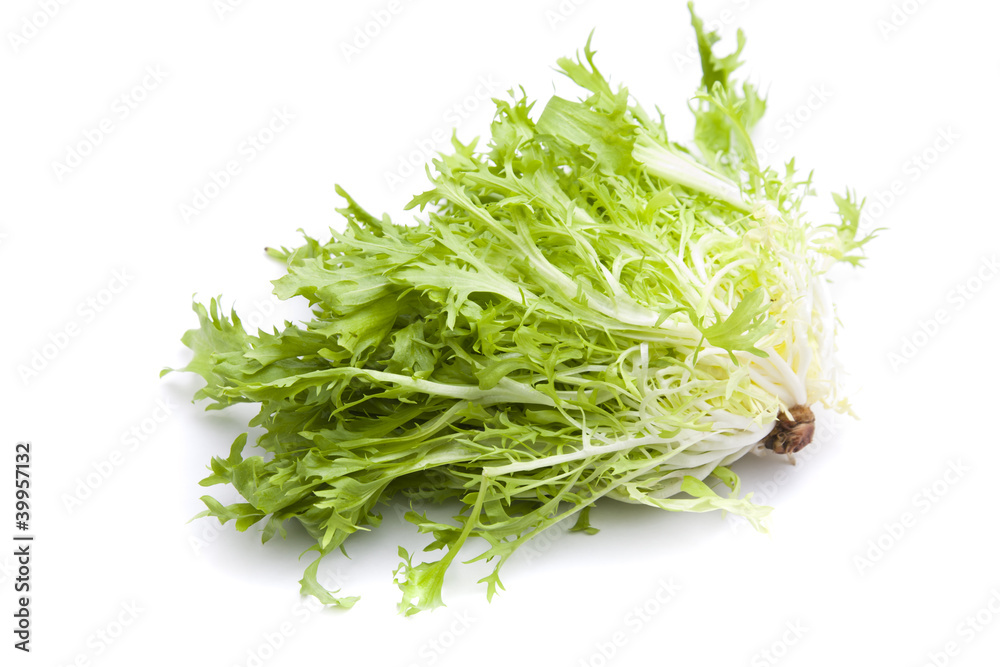 endive endive