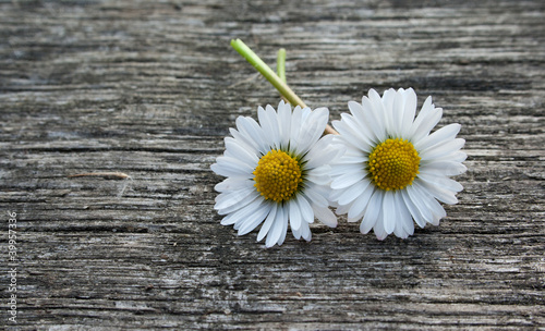 Gänseblümchen