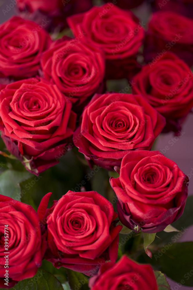 roses rouges roses rouges