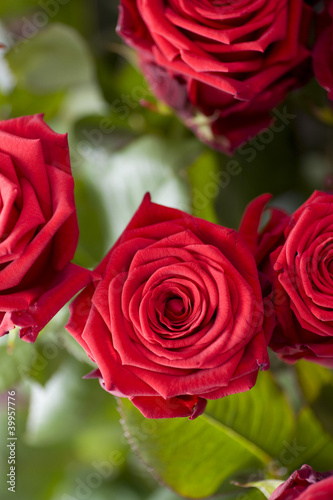 Fototapeta Naklejka Na Ścianę i Meble -  roses rouges