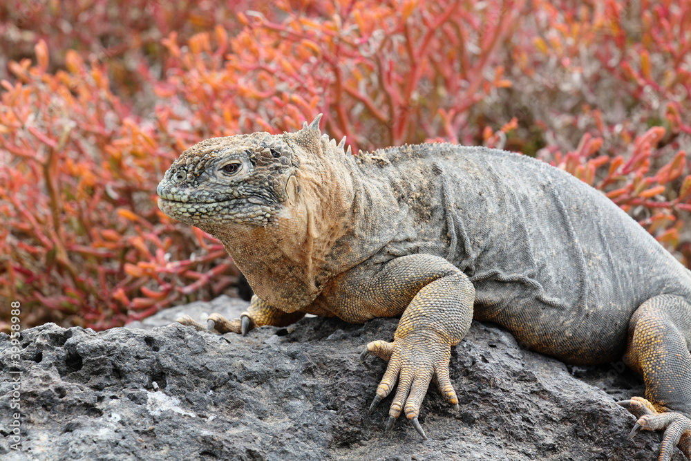 Fototapeta premium Landleguan Plaza Sur
