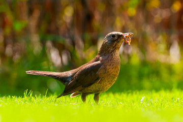 Thrush with earthworms