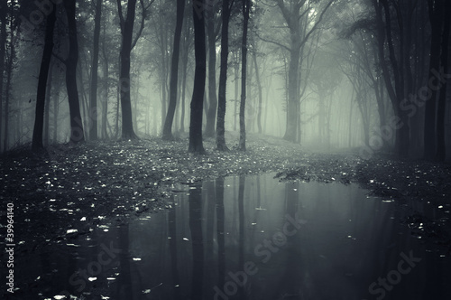 pond in a forest with fog