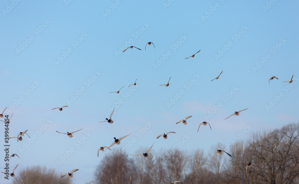 flock of ducks