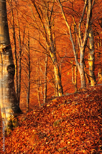 The first rays of sun hit an autumn beech wood