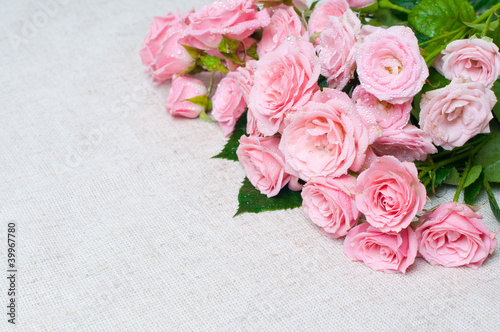 wet pink roses on a gray linen fabric