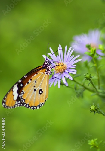 butterfly on flower © klaikungwon