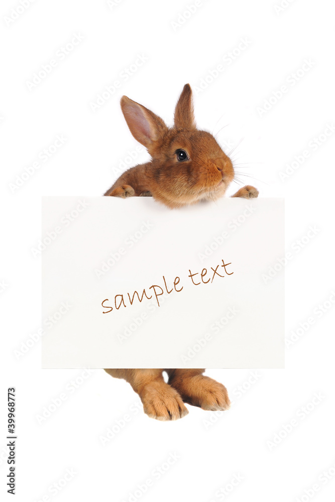 Fototapeta premium Rabbit