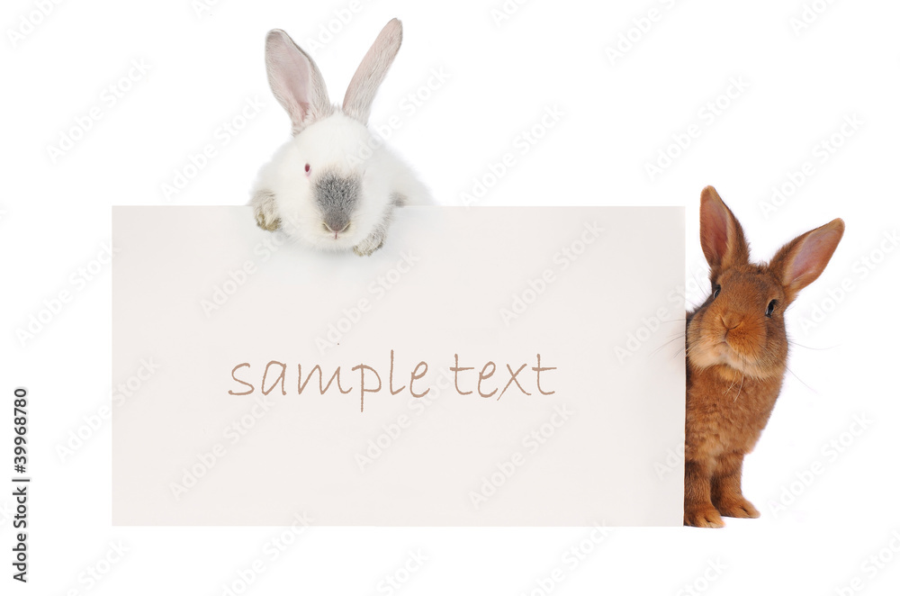 Fototapeta premium Rabbit