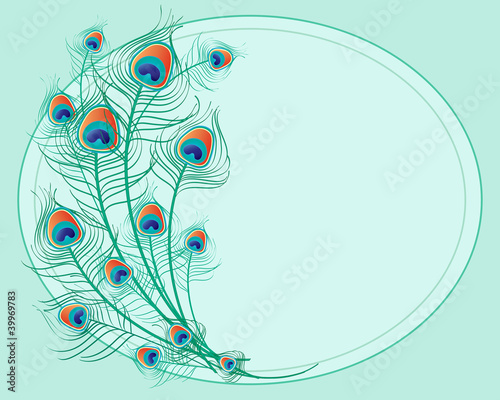 peacock feathers