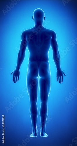 Male figure in anatomical position posterior view