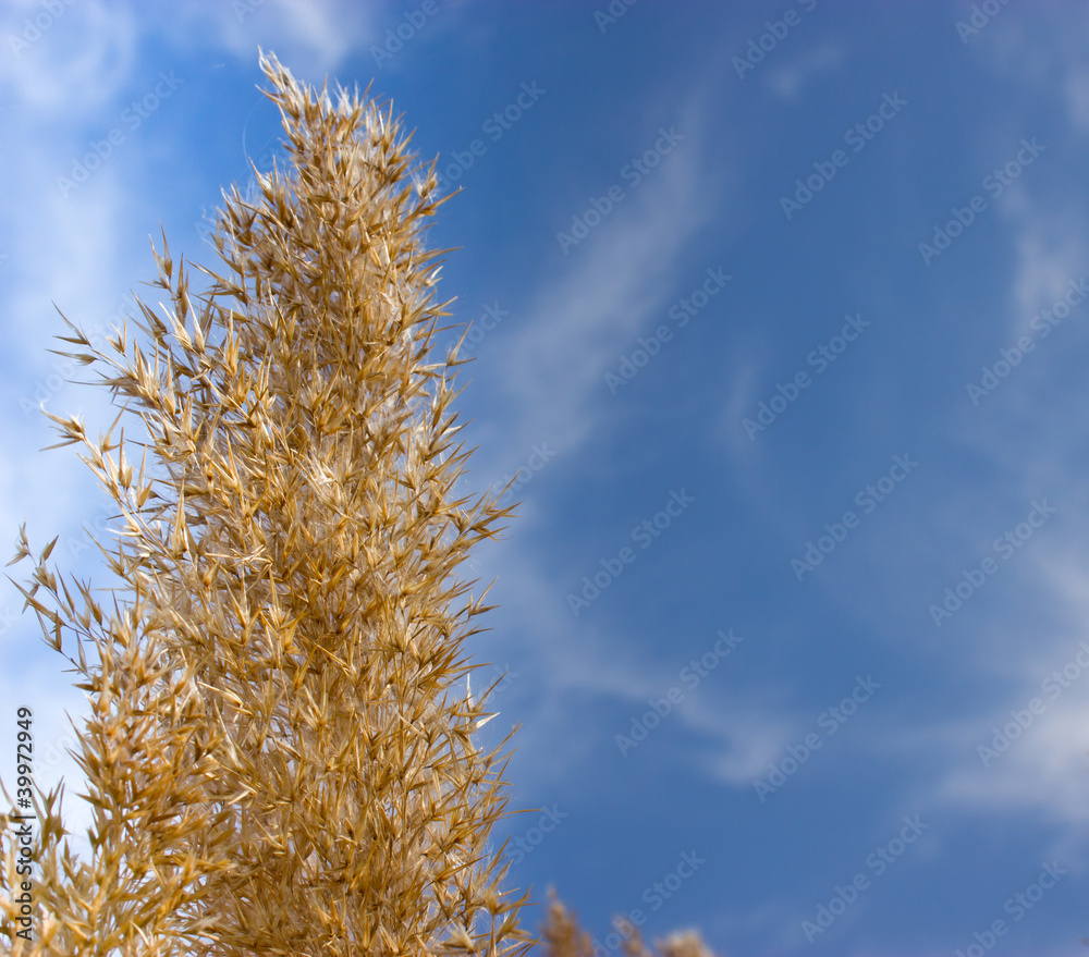 Dry reed grass with blue sky as background Dry reed grass with blue sky as background