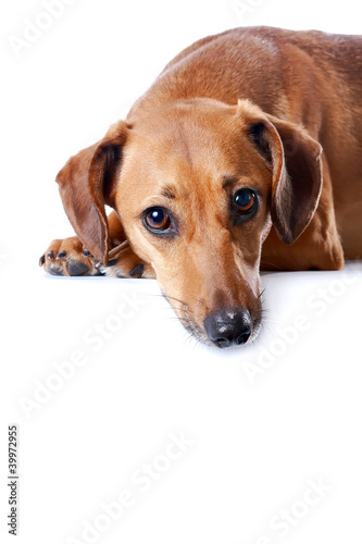 Portrait of the red dachshund © Azaliya (Elya Vatel)