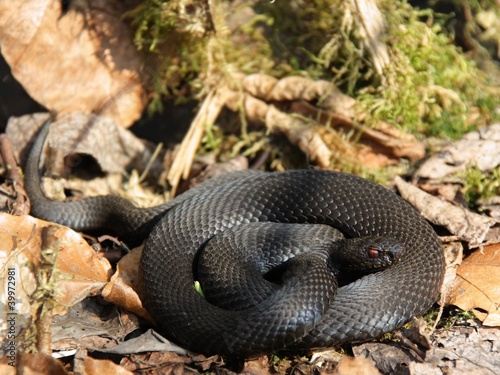 Höllenotter Vipera berus photo