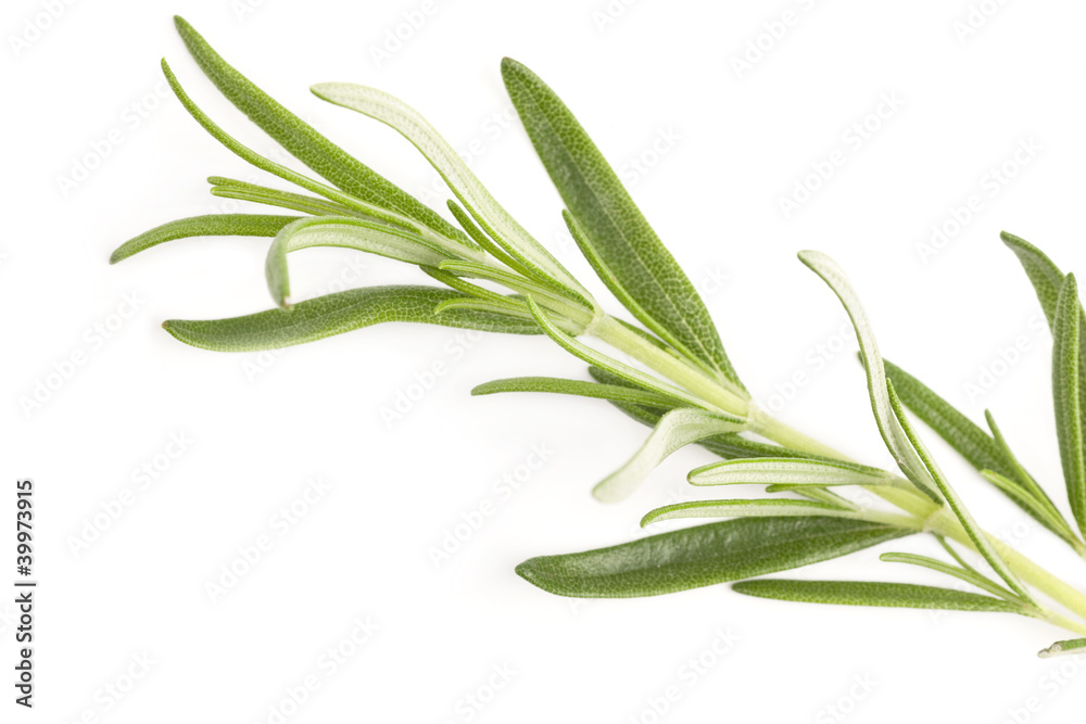 Rosemary Sprig