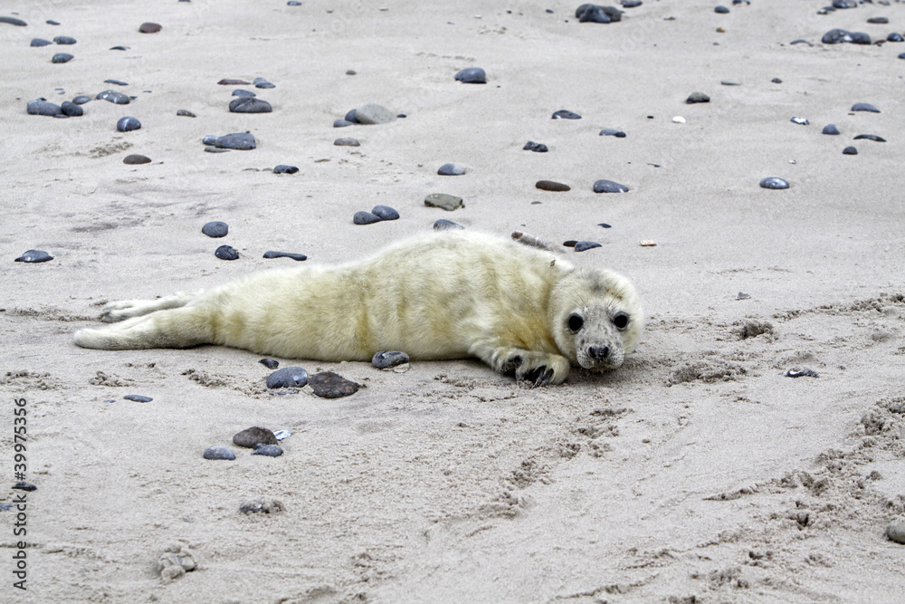 Fototapeta premium Kegelrobben-Baby