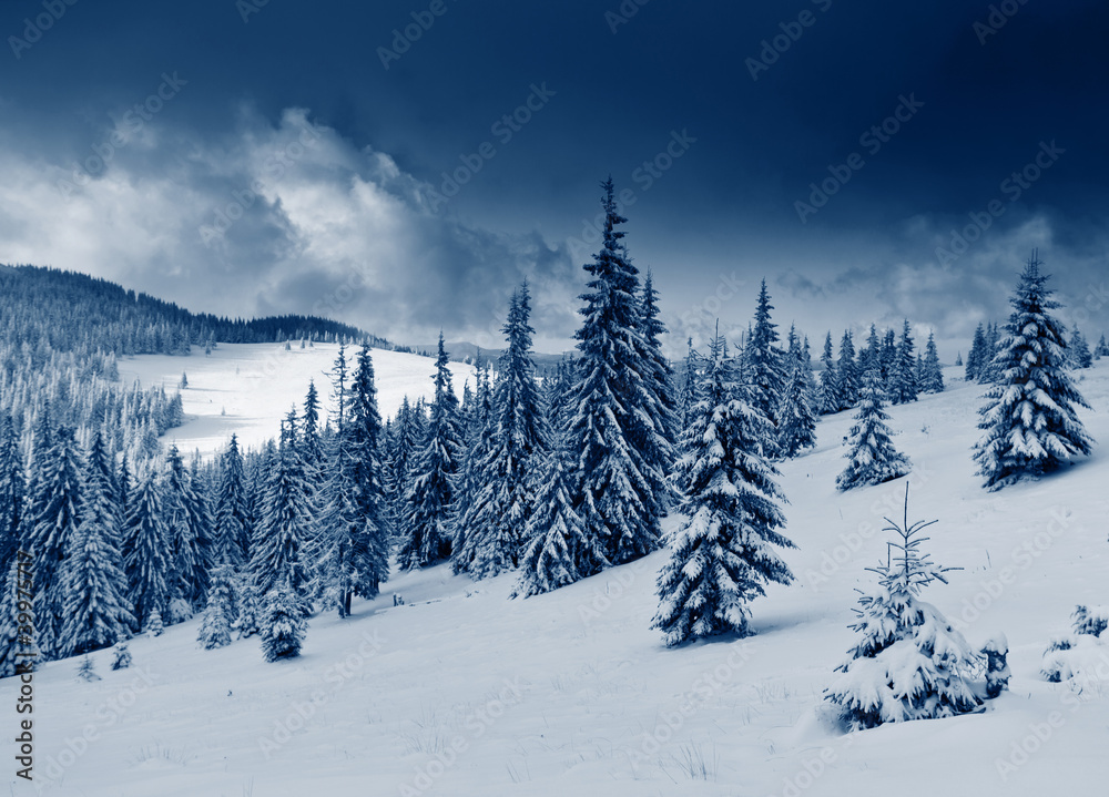 Fototapeta premium Winter