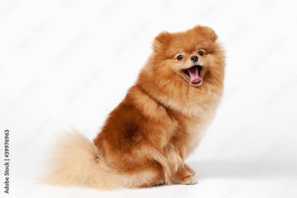 Pomeranian puppy on white gradient background