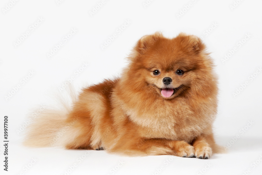 Pomeranian puppy on white gradient background