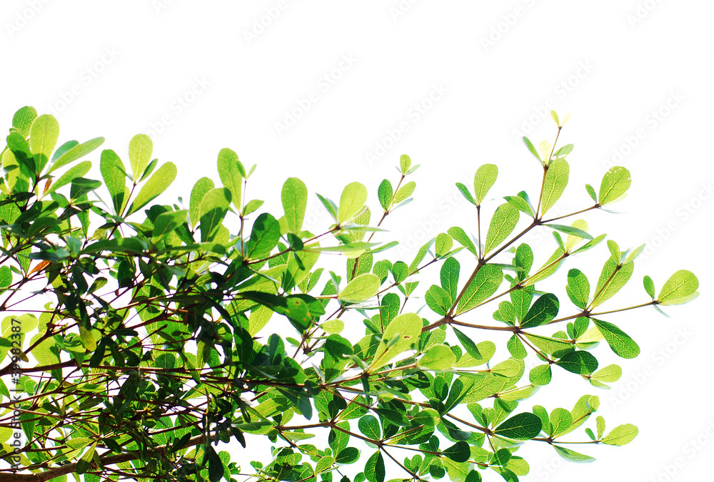 Tree isolated ,Green leave background texture
