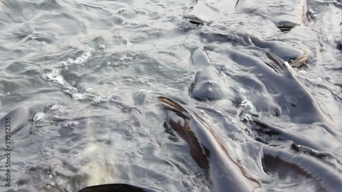 pangasius eat bread in river