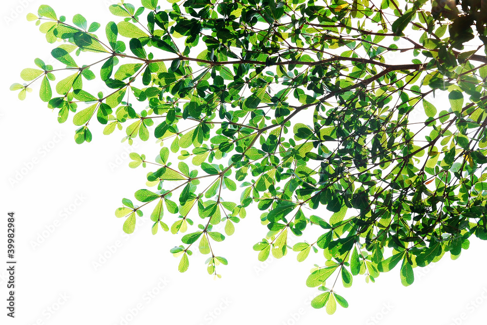 Tree isolated ,Green leave background texture
