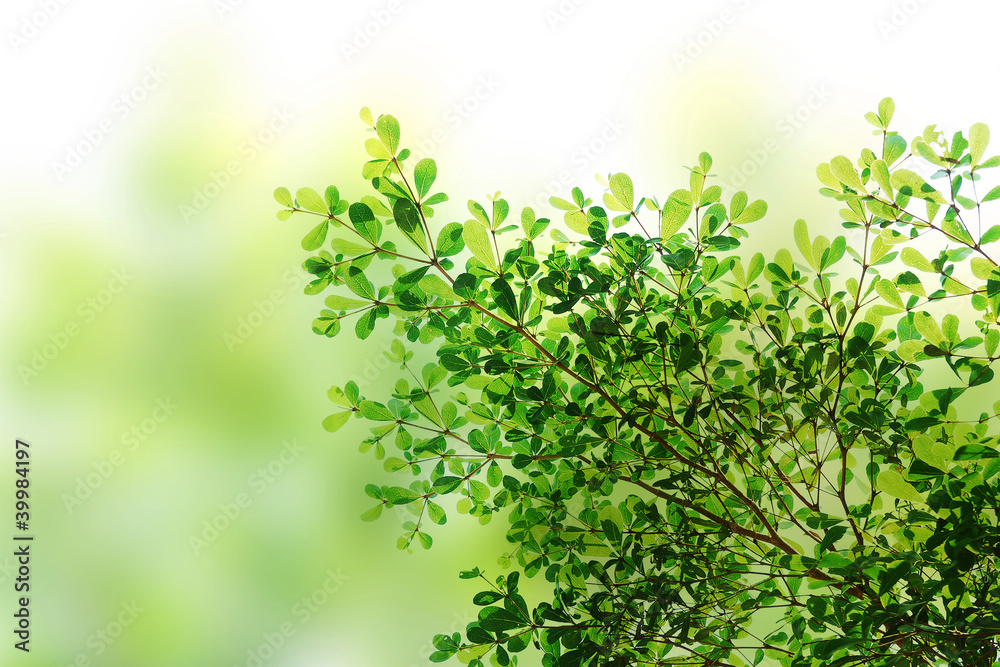 Green leave background texture Green leave background texture