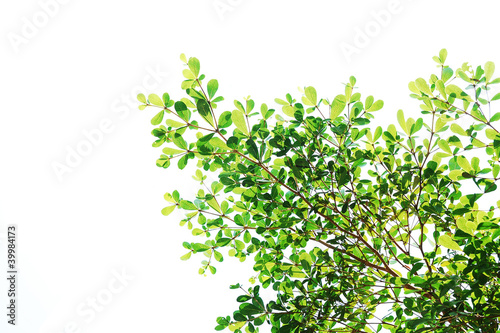 Tree isolated ,Green leave background texture