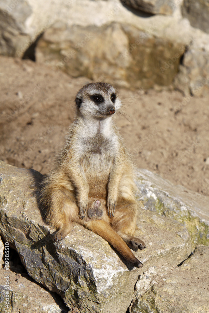 Erdmännchen Erdmännchen