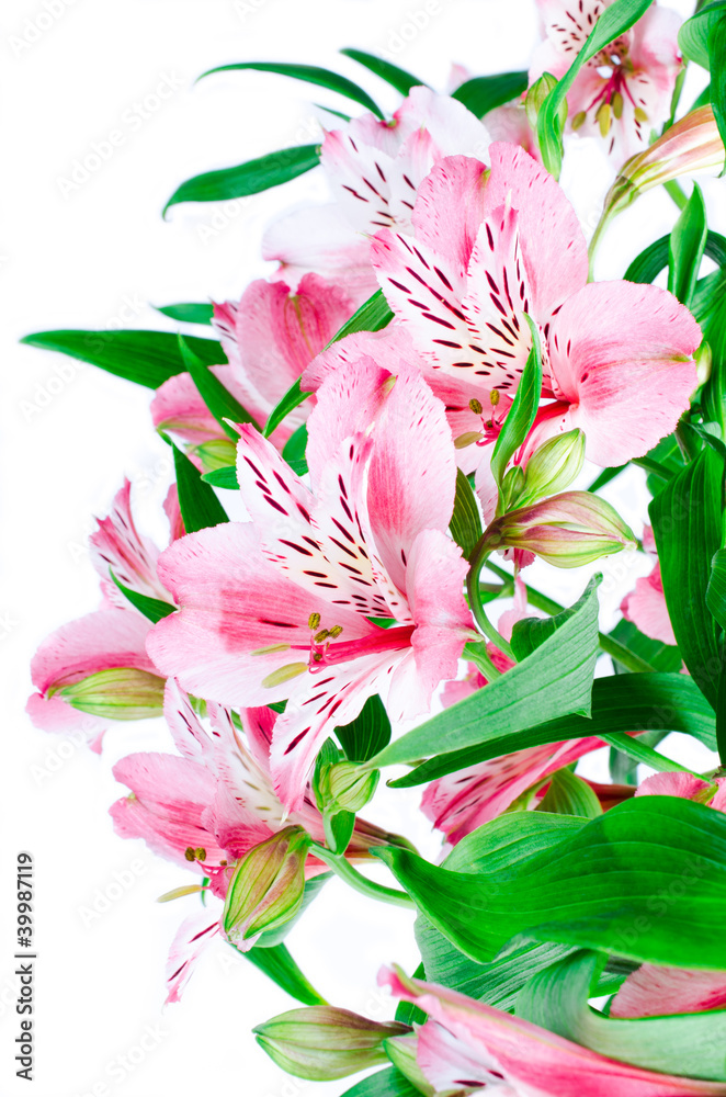 Obraz premium phalaenopsis