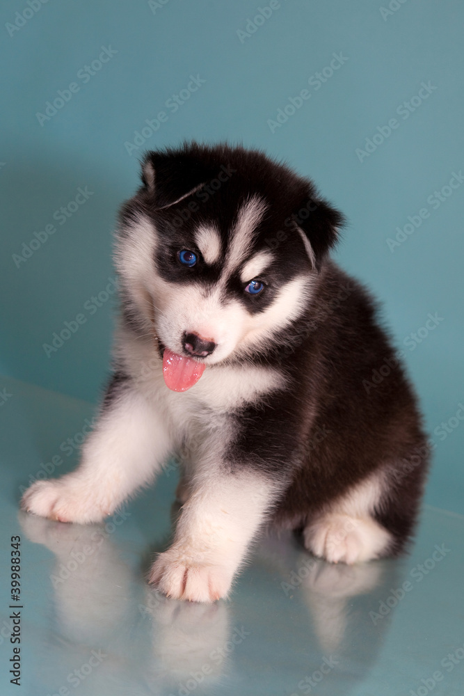 puppy a dog husky