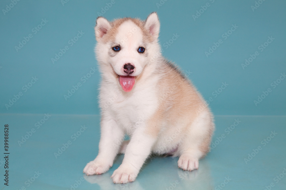 puppy a dog husky puppy a dog husky