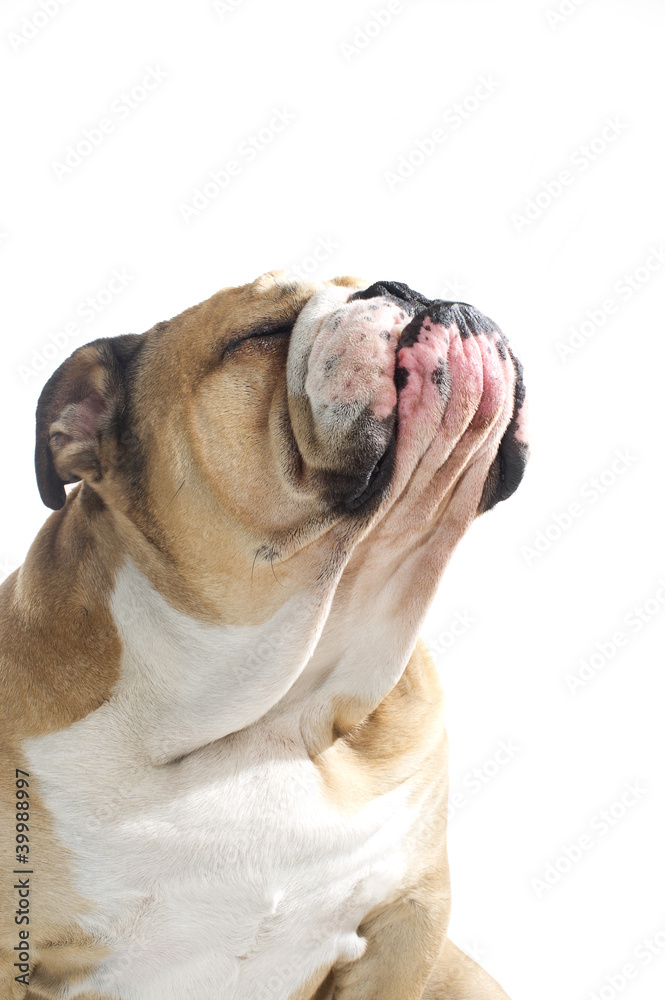 English Bulldog portrait isolated