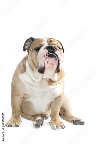 English Bulldog portrait isolated