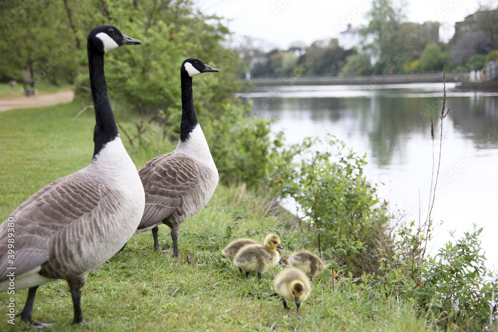 Obraz premium Goose Family